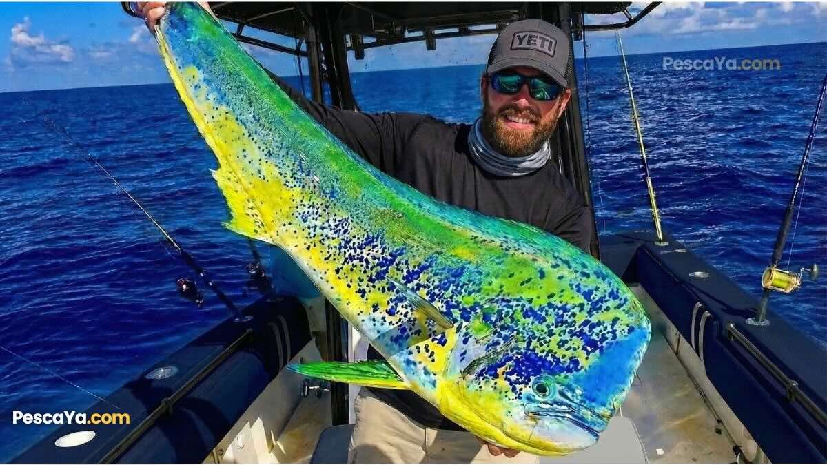 Dorado (Mahi-Mahi)
